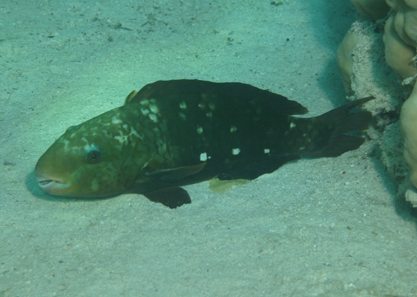 Parrotfish - Bullethead parrotfish