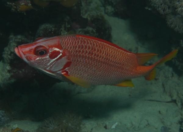 Squirrelfish - Long-jawed Squirrelfish Squirrelfish - Long-jawed Squirrelfish