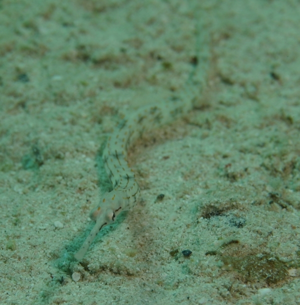 Pipefish - Schultz's Pipefish Pipefish - Schultz's Pipefish