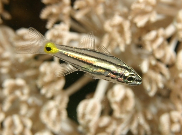 Cardinalfish - Fiveline Cardinalfish