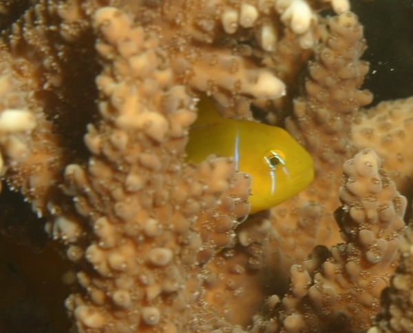 Gobies - Lemon Coral Goby