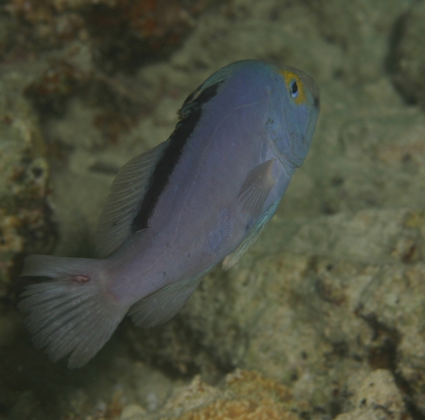 Soapfish - Red Sea Soapfish