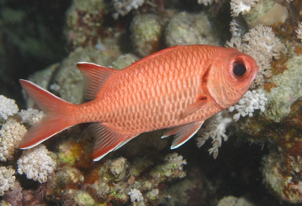 Squirrelfish - White-edged Soldierfish