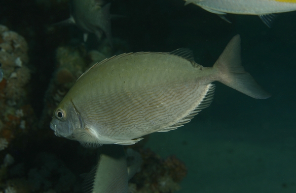 Rabbitfish - Red Sea Rabbitfish