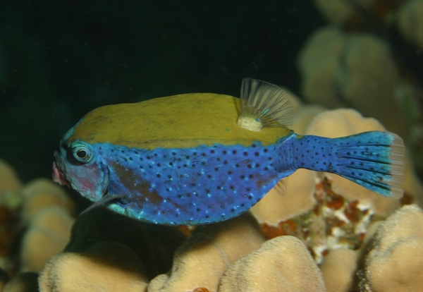 Trunkfish - Arabian Boxfish