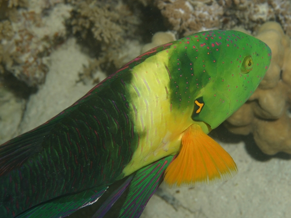 Wrasse - Broomtail Wrasse