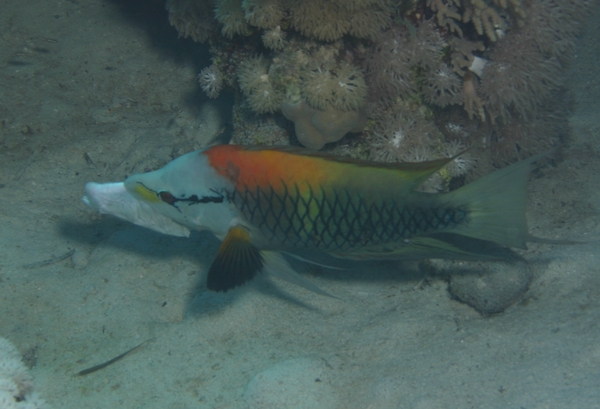 Slingjaw Wrasse - Epibulus insidiator