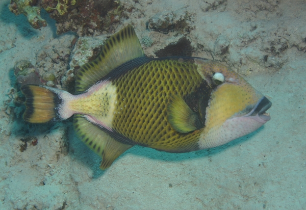 Triggerfish - Titan Triggerfish