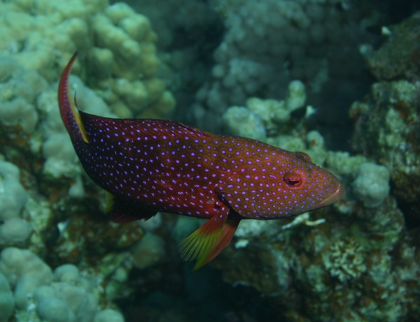 Groupers - Lunartail Grouper