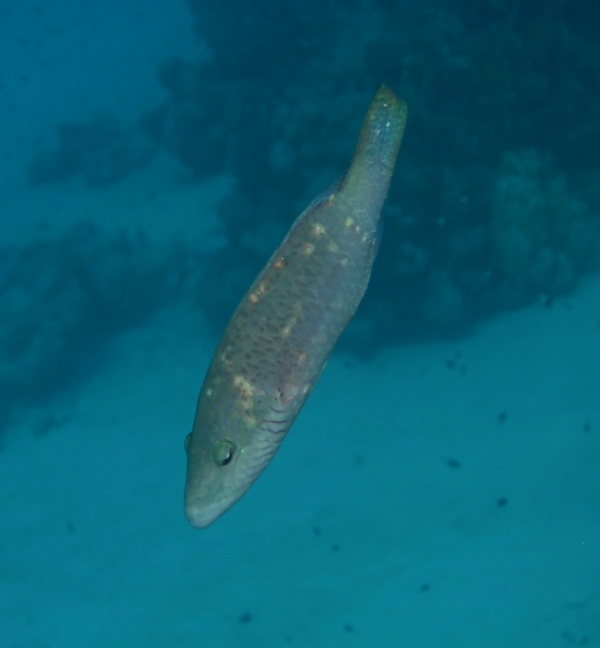 Wrasse - Cheek-lined Splendour Wrasse