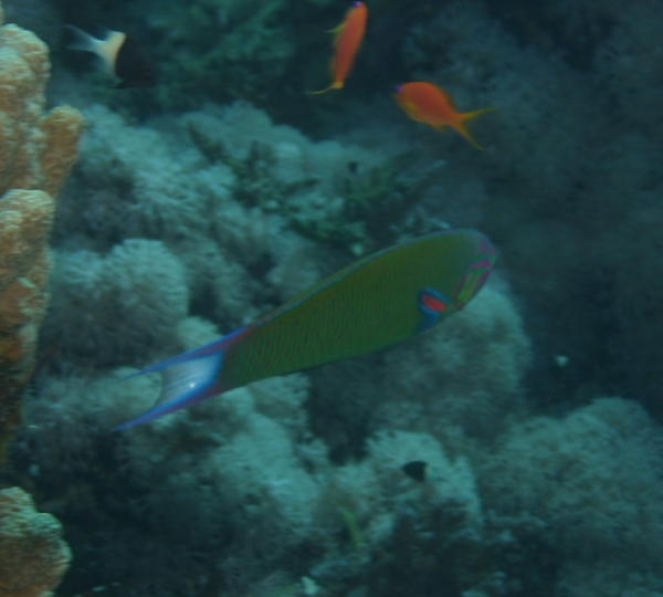 Wrasse - Crescent Wrasse