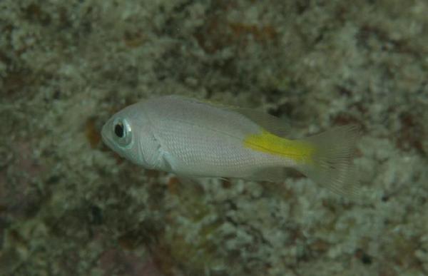 Snappers - Blackfin Snapper