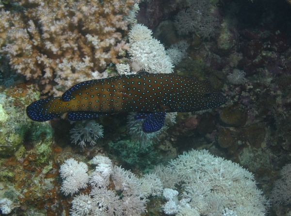 Groupers - Peacock Grouper