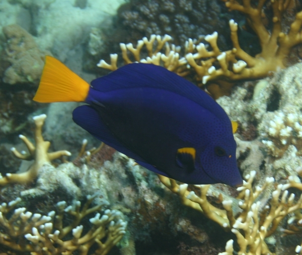 Surgeonfish - Yellowtail Surgeonfish