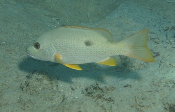 Snappers - One-spot Snapper