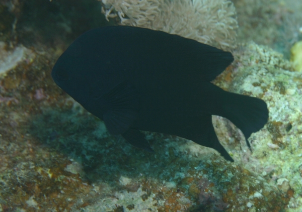 Damselfish - Black Damselfish