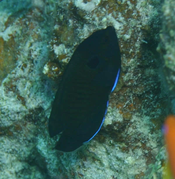 Angelfish - Dusky Angelfish