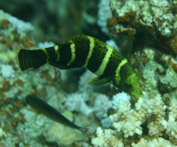 Barred Thicklip Wrasse - Hemigymnus sexfasciatus