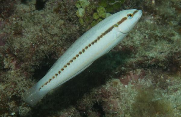 Slippery Dick - Halichoeres bivittatus