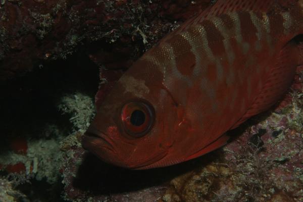 Bigeyes - Glasseye Snapper