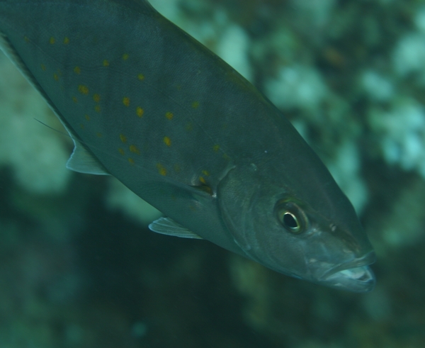 Jacks - Yellowspotted Trevally