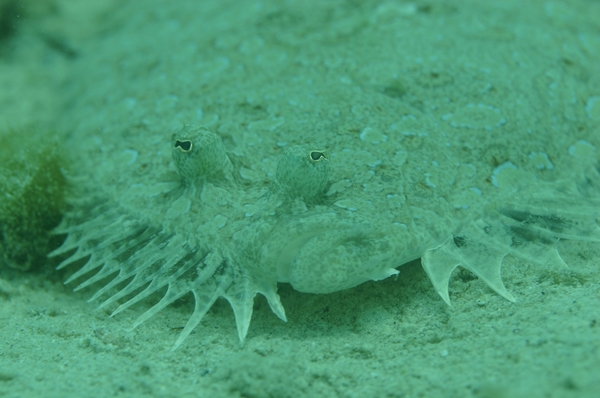 Flounders - Peacock Flounder