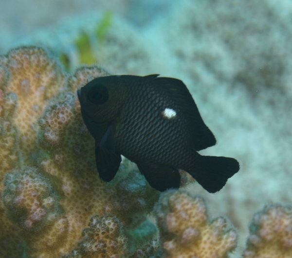 Damselfish - Threespot Dascyllus Damselfish - Threespot Dascyllus
