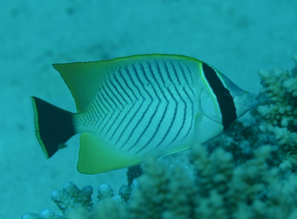 Butterflyfish - Chevroned Butterflyfish