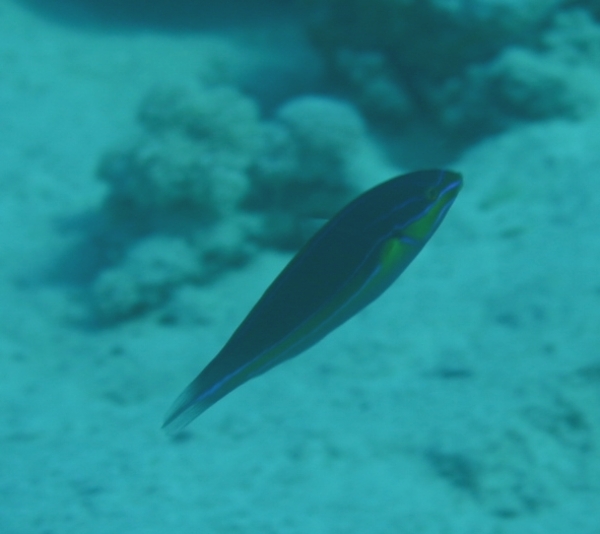 Wrasse - Blue-lined Wrasse
