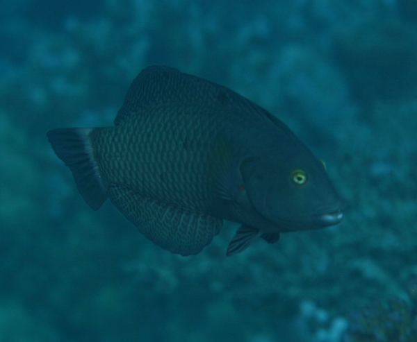 Wrasse - Rockmover Wrasse