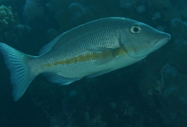 Emperors - Orange-stripe Emperor