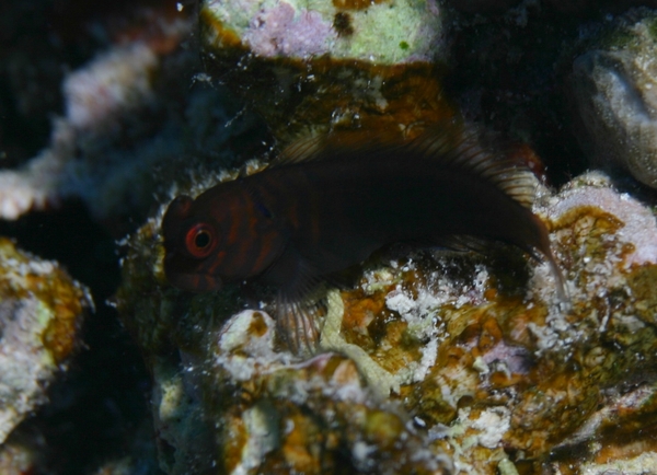 Blennies - Chestnut Blenny