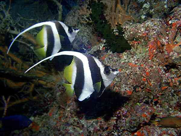 Butterflyfish - Longfin Bannerfish