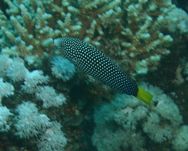 Wrasse - Yellowtail Wrasse