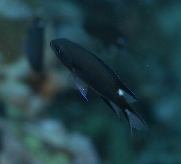 Damselfish - Trispot Chromis