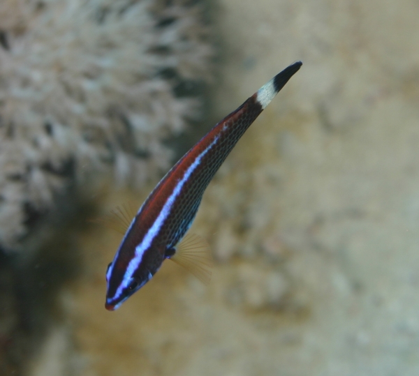 Chiseltooth Wrasse - Pseudodax moluccanus