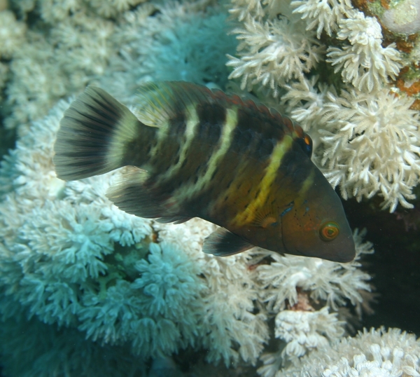 Wrasse - Red-breasted Splendour Wrasse