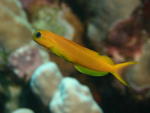 Blennies - Midas Blenny