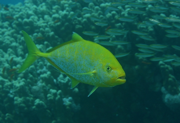 Jacks - Goldbody Trevally Jacks - Goldbody Trevally