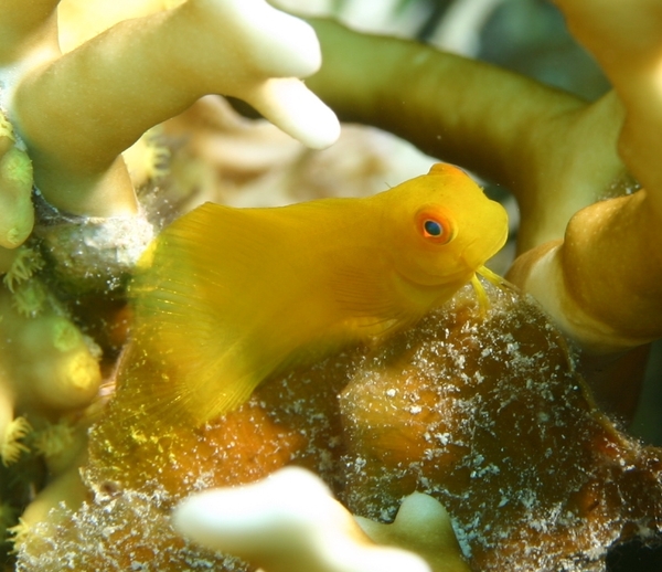 Blennies - Brown Coral Blenny