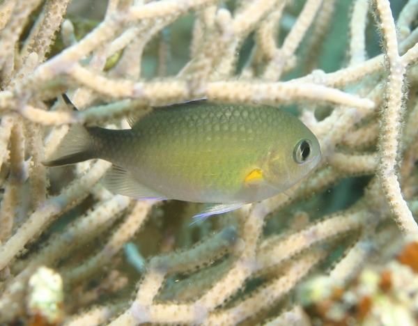 Damselfish - Arabian chromis