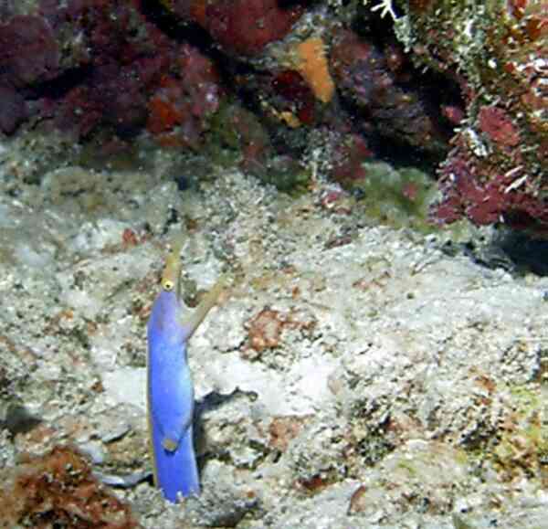 Moray - Ribbon Eel