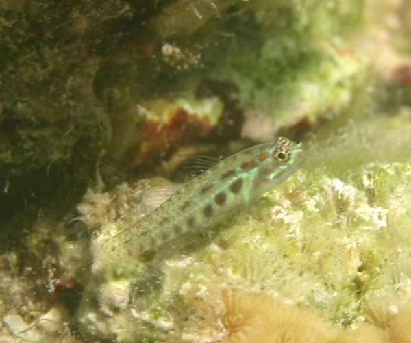 Gobies - Spotted Dwarfgoby