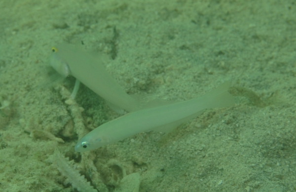 Dartfish - Blue Gudgeon