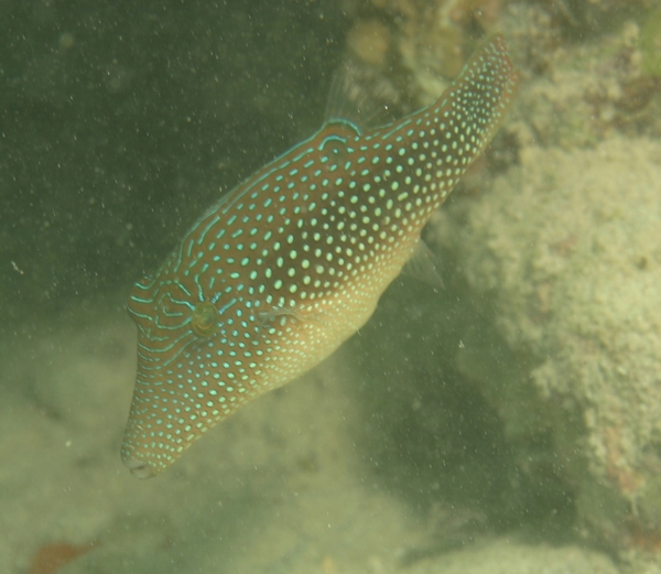 Pufferfish - Red Sea Toby Pufferfish - Red Sea Toby
