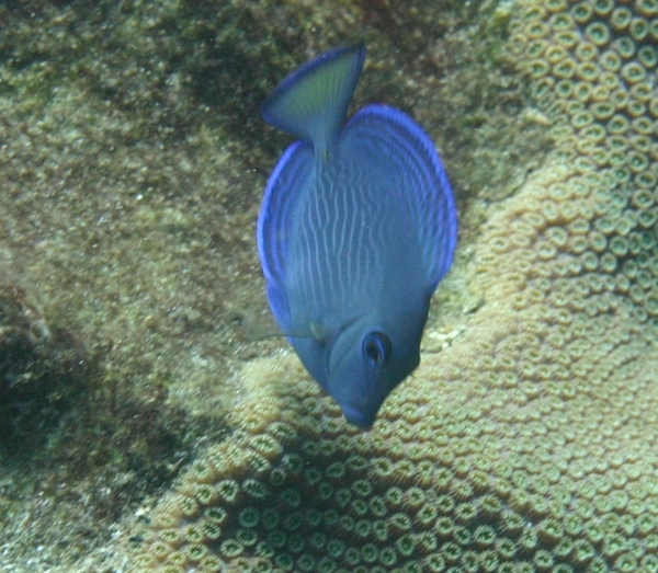 Surgeonfish - Blue Tang