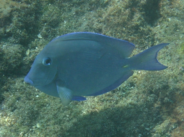 Surgeonfish - Blue Tang