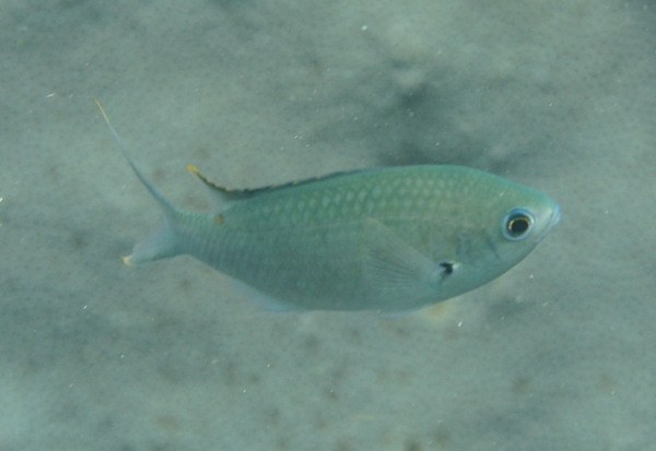 Damselfish - Brown Chromis