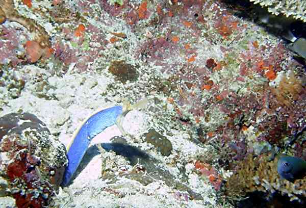 Moray - Ribbon Eel