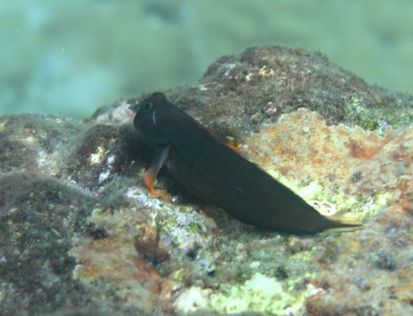 Blennies - Redlip Blenny